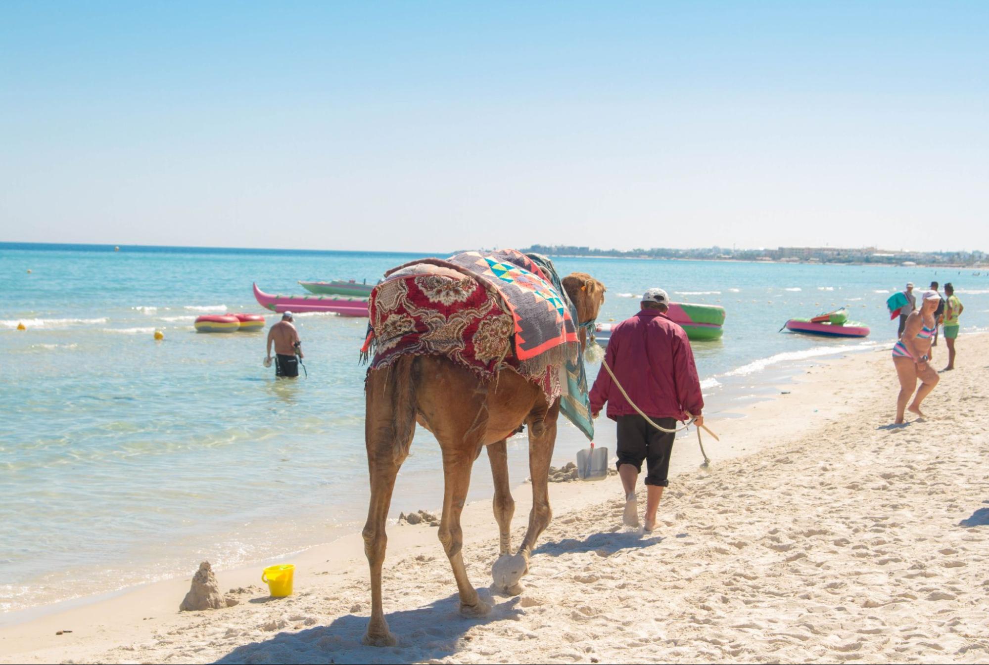 A camel is walking along the coast of the Mediterranean Sea
