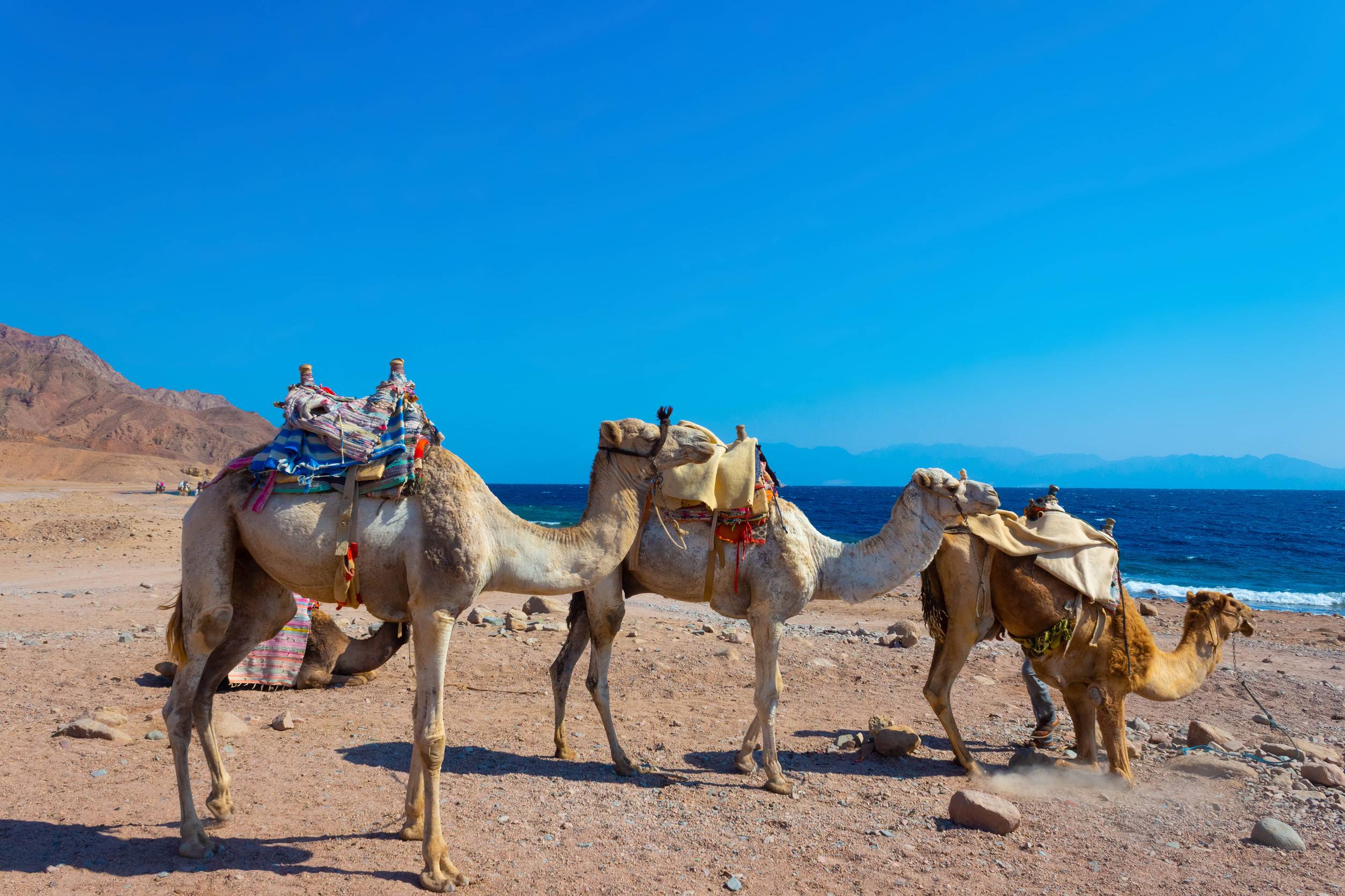 Camels On The Beach With Yellow Sand And Blue Sky At Dahab