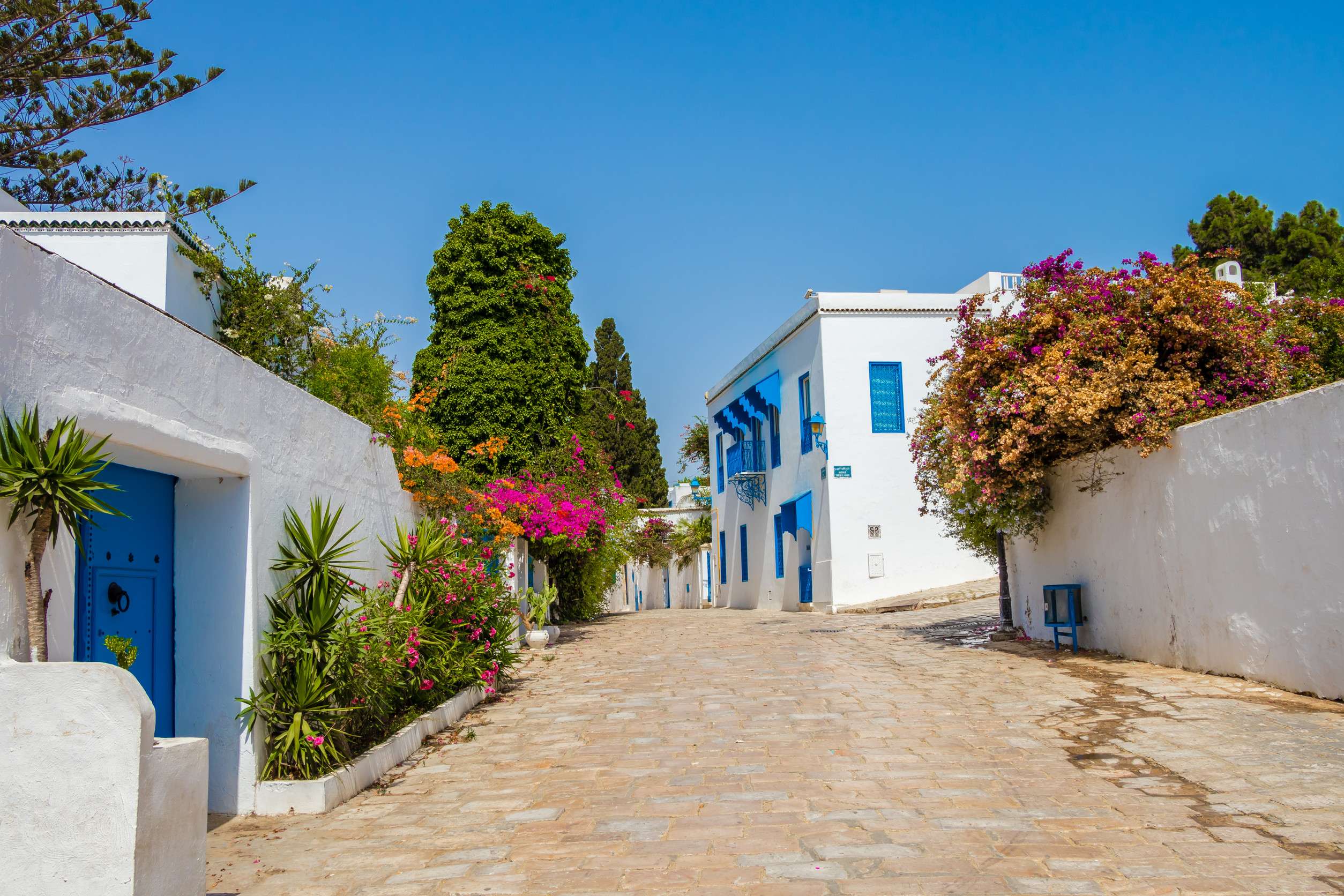 Flowers In Beautiful Sidi Bou Said Town In