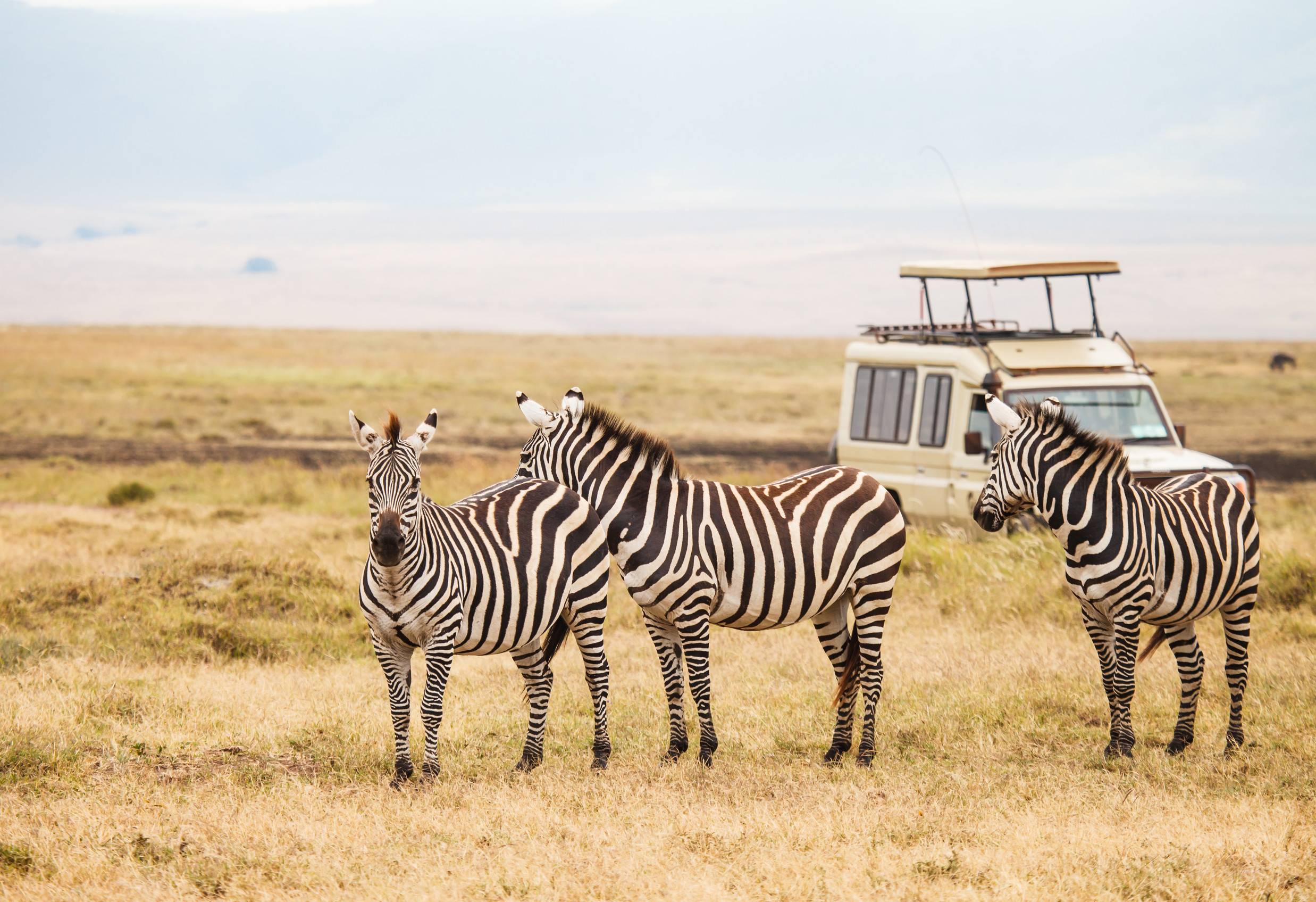 Zebra Living In Natural Pastures